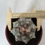 ASTROPHYTUM ASTERIAS Nº 886 – vaso 11