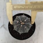 ASTROPHYTUM ASTERIAS Nº 951 – vaso 09