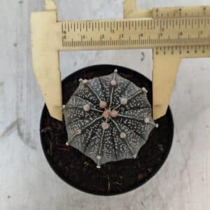 ASTROPHYTUM ASTERIAS Nº 951 – vaso 09