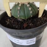 ASTROPHYTUM ASTERIAS "NUDUM"  Nº 883 – vaso 15