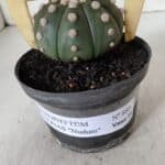 ASTROPHYTUM ASTERIAS "NUDUM"  Nº 889 – vaso 11