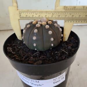 ASTROPHYTUM ASTERIAS “Purple”  Nº 853 – vaso 15