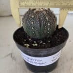 ASTROPHYTUM ASTERIAS “Purple”  Nº 860 – vaso 11