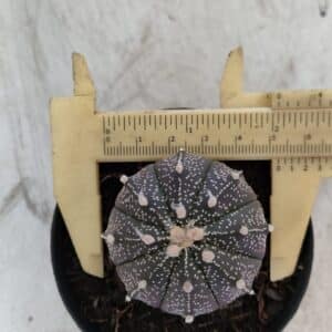 ASTROPHYTUM ASTERIAS “Purple”  Nº 861 – vaso 09