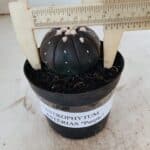 ASTROPHYTUM ASTERIAS “Purple”  Nº 862 – vaso 09