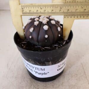 ASTROPHYTUM ASTERIAS “Purple”  Nº 864 – vaso 09