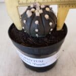 ASTROPHYTUM ASTERIAS “Purple”  Nº 865 (2) – vaso 09