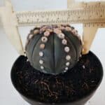 ASTROPHYTUM ASTERIAS “Purple”  Nº 866 – vaso 11