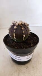 ASTROPHYTUM ASTERIAS “Purple” Nº 868 – vaso 11 - Imagem 2