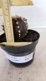 ASTROPHYTUM ASTERIAS “Purple” Nº 868 – vaso 11 - Imagem 6