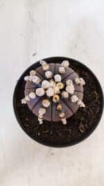 ASTROPHYTUM ASTERIAS “Purple” Nº 868 – vaso 11 - Imagem 3