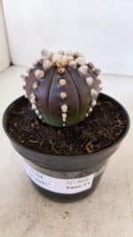 ASTROPHYTUM ASTERIAS “Purple” Nº 868 – vaso 11 - Imagem 12