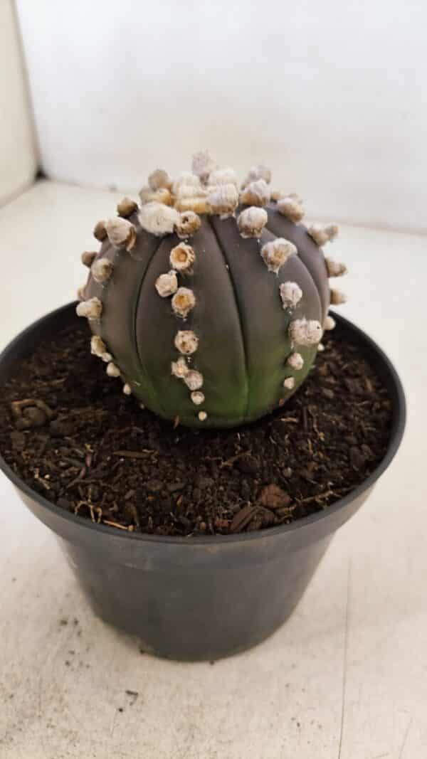 ASTROPHYTUM ASTERIAS “Purple”  Nº 868 – vaso 11 - Imagem 11