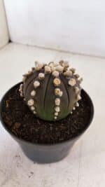 ASTROPHYTUM ASTERIAS “Purple” Nº 868 – vaso 11 - Imagem 10