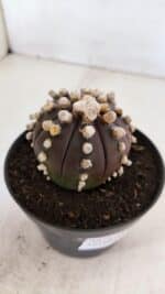 ASTROPHYTUM ASTERIAS “Purple” Nº 868 – vaso 11 - Imagem 8