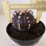 ASTROPHYTUM ASTERIAS “Purple”  Nº 868 – vaso 11