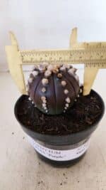 ASTROPHYTUM ASTERIAS “Purple” Nº 868 – vaso 11