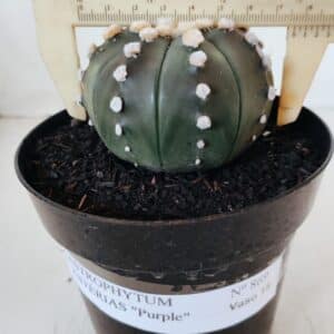 ASTROPHYTUM ASTERIAS “Purple”  Nº 869 – vaso 15