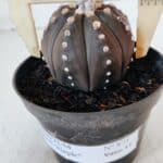 ASTROPHYTUM ASTERIAS “Purple”  Nº 871 – vaso 11