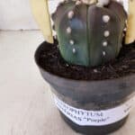 ASTROPHYTUM ASTERIAS “Purple”  Nº 873 – vaso 11