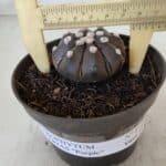 ASTROPHYTUM ASTERIAS “Purple”  Nº 875 – vaso 11