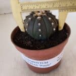 ASTROPHYTUM ASTERIAS “Purple”  Nº 882 – vaso 11