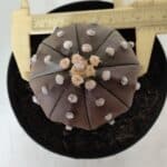 ASTROPHYTUM ASTERIAS STAR SHAPE "PURPLE" Nº 381 – vaso 15