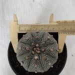 ASTROPHYTUM ASTERIAS STAR SHAPE Nº 386 – vaso 11