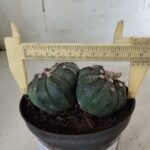 ASTROPHYTUM MYRIOSTIGMA "BICÉFALO" Nº 727 – vaso 11