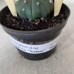 ASTROPHYTUM ASTERIAS "Nudum" Nº 725 – vaso 11