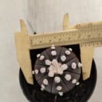 ASTROPHYTUM ASTERIAS “Purple” Nº 840 – vaso 09