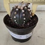ASTROPHYTUM ASTERIAS “Purple”  Nº 841 – vaso 11