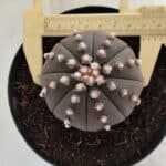 ASTROPHYTUM ASTERIAS “Purple”  Nº 842 – vaso 15