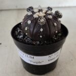 ASTROPHYTUM ASTERIAS “Purple” Nº 728 – vaso 09