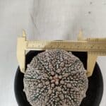 ASTROPHYTUM ASTERIAS SUPER KABUTO Nº 918 – vaso 15