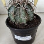 ASTROPHYTUM CAPRICÓRNIO Nº 602 – vaso 15