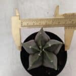 ASTROPHYTUM MYRIOSTIGMA Nº 935 – vaso 09