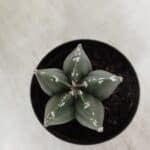 ASTROPHYTUM MYRIOSTIGMA Nº 937 – vaso 09