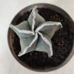 ASTROPHYTUM MYRIOSTIGMA Nº 939 – vaso 11