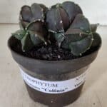 ASTROPHYTUM MYRIOSTIGMA "COLÔNIA"  Nº 936 – vaso 11