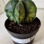 ASTROPHYTUM MYRIOSTIGMA "Variegata" Nº 938 – vaso 11