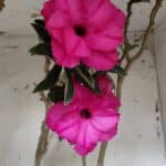 Planta Dobrada 3176 – 60cm – 04 anos