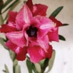 Planta Dobrada 3177 – 35cm – 03 anos