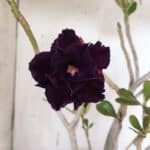 Planta Dobrada 3178 – 45cm – 04 anos