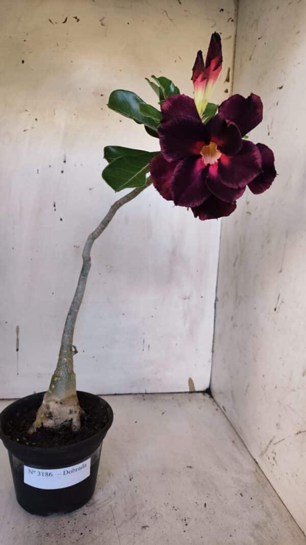 Planta Dobrada 3186 – 35cm – 03 anos - Imagem 2