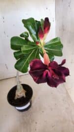 Planta Dobrada 3186 – 35cm – 03 anos - Imagem 5