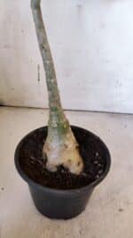 Planta Dobrada 3186 – 35cm – 03 anos - Imagem 8