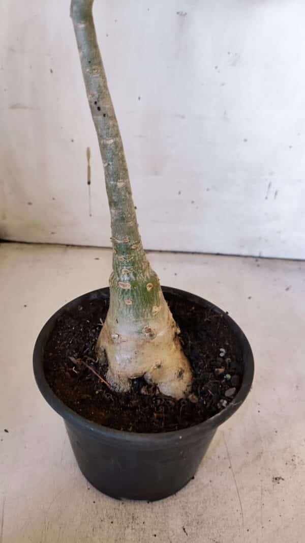 Planta Dobrada 3186 – 35cm – 03 anos - Imagem 8