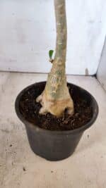 Planta Dobrada 3186 – 35cm – 03 anos - Imagem 7
