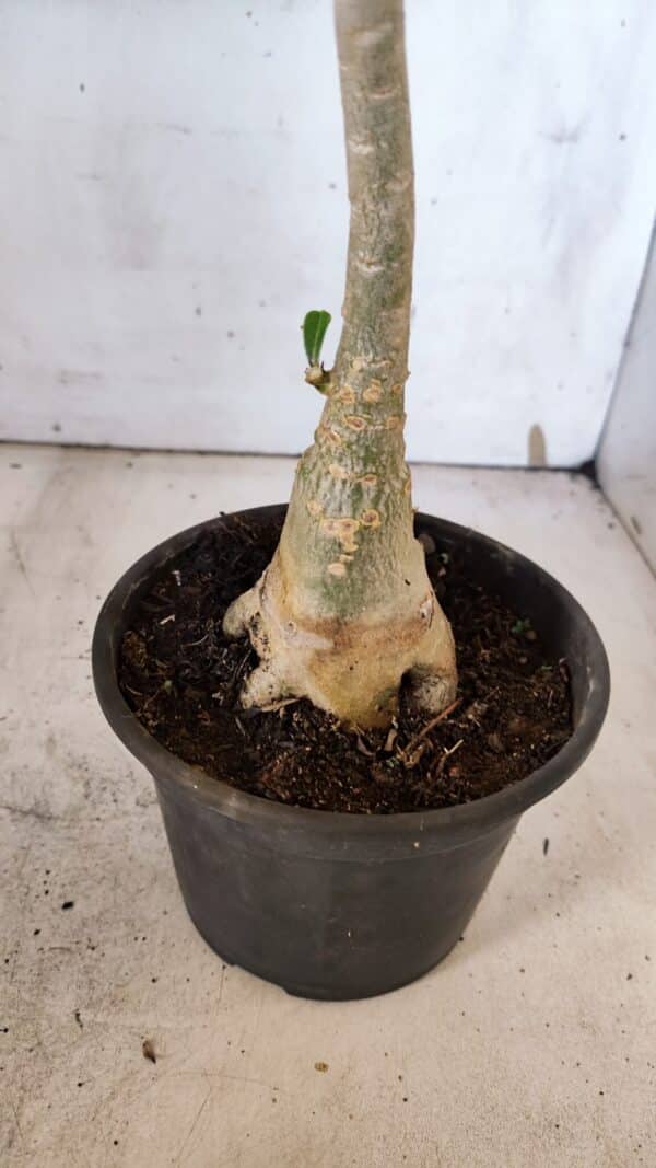 Planta Dobrada 3186 – 35cm – 03 anos - Imagem 7